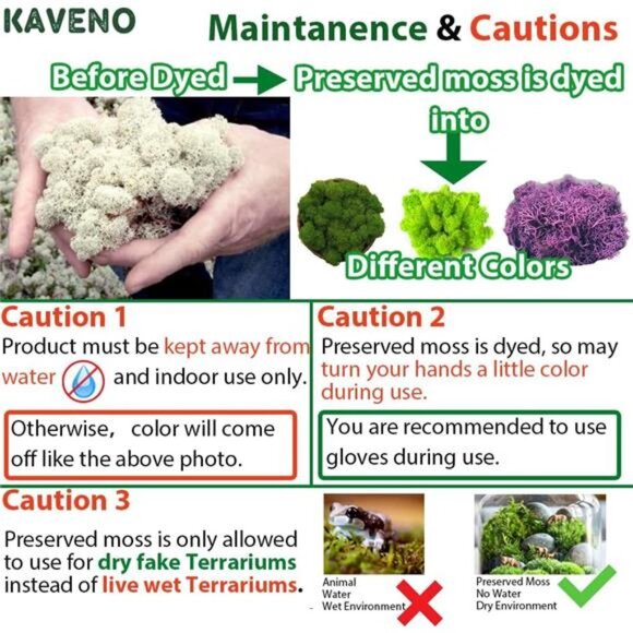 Moss Preserved, Green Moss for Fairy Gardens, Terrariums, Any Craft or Floral - Picture 6 of 7